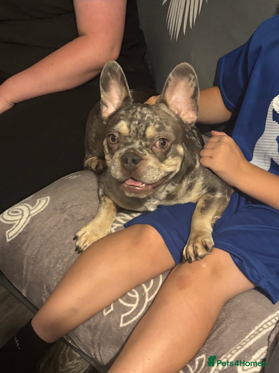 French Bulldog dogs for sale: 🌸Tri Merle Girl French Bulldog🩷 - Image 7