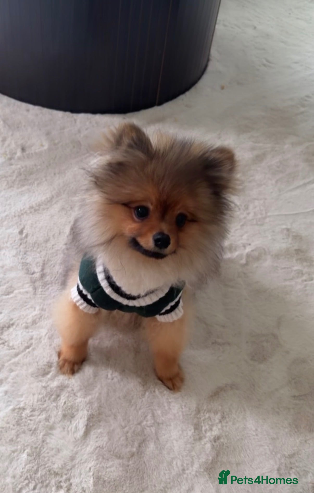 Pomeranian dogs Beautiful Kennel Club Registered Pomeranian Boy  - Advert 1