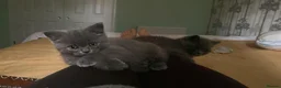 British Shorthair cats for sale:  A very special British Shorthair kitten - Advert 3