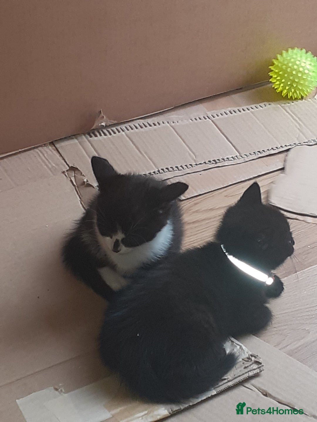 Domestic Shorthair cats for sale: Beautiful, friendly, playful &healthy kittens - Image 9