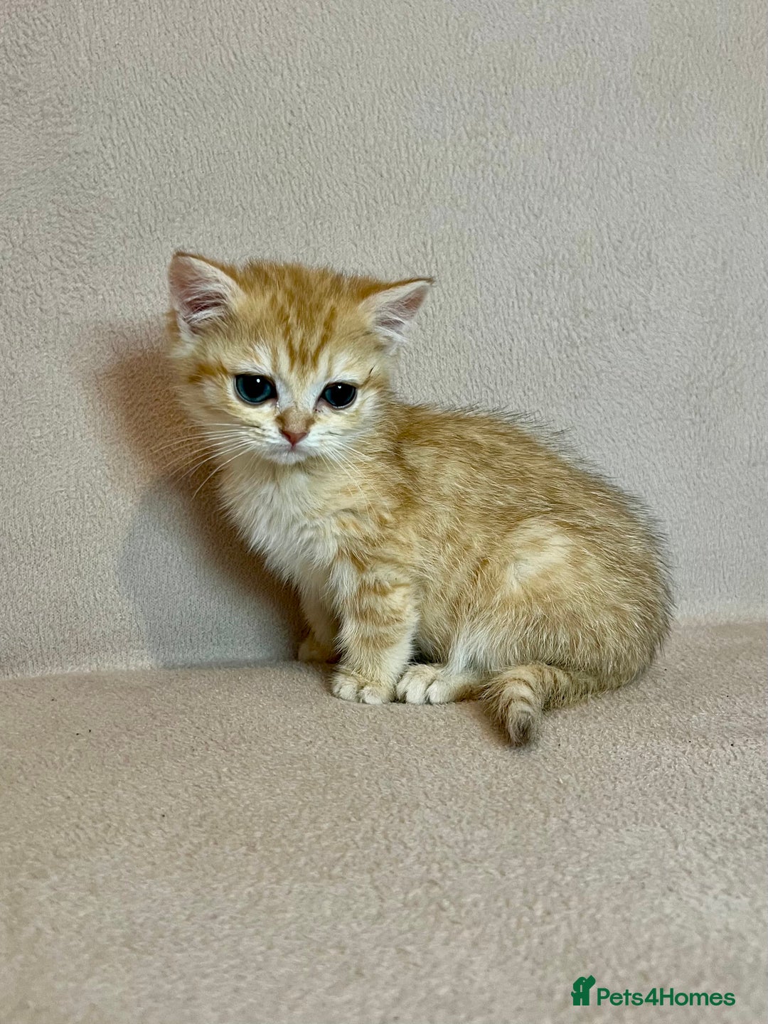 British Shorthair cats for sale: 🐾BSH Golden Kittens🐾  - Advert 11