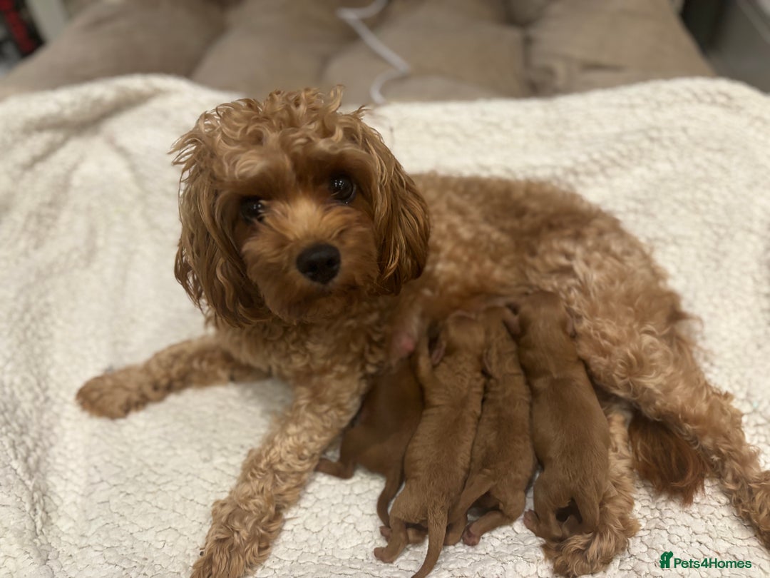 Cavapoo dogs for sale: Red Toy cavapoos  - Image 1