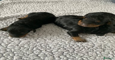 Cockapoo dogs - Advert 6