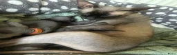 Sphynx cats for sale: Pure grey Canadian sphynxs - Advert 5