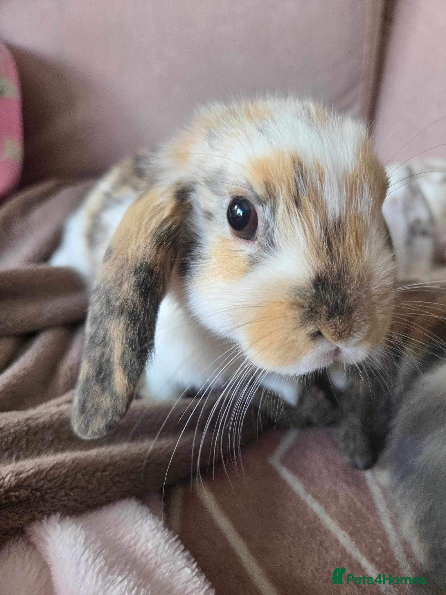 Rex rabbits 🐰 Mini rex and mini lops babies ready now 🐰 - Advert 8