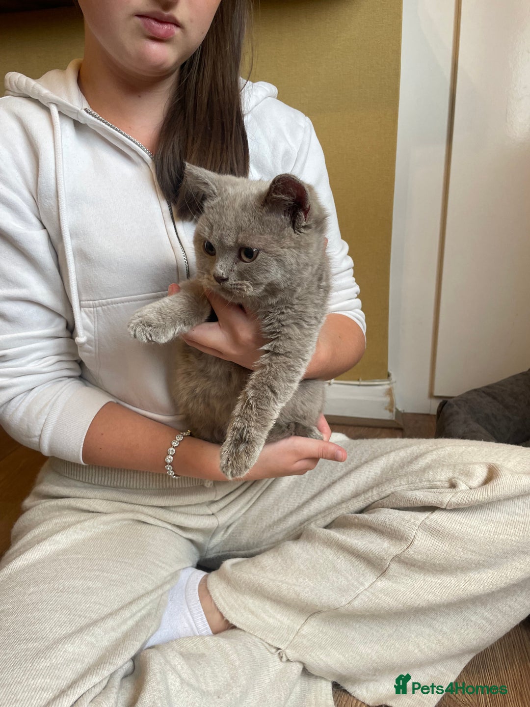 Scottish Fold cats for sale: Beautiful scotish fold straight ear kittens 🐱 ❤️ in Altrincham - Image 28