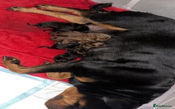 Rottweiler dogs for sale: Adorable Rottweiler puppies 🐶  - Advert 3