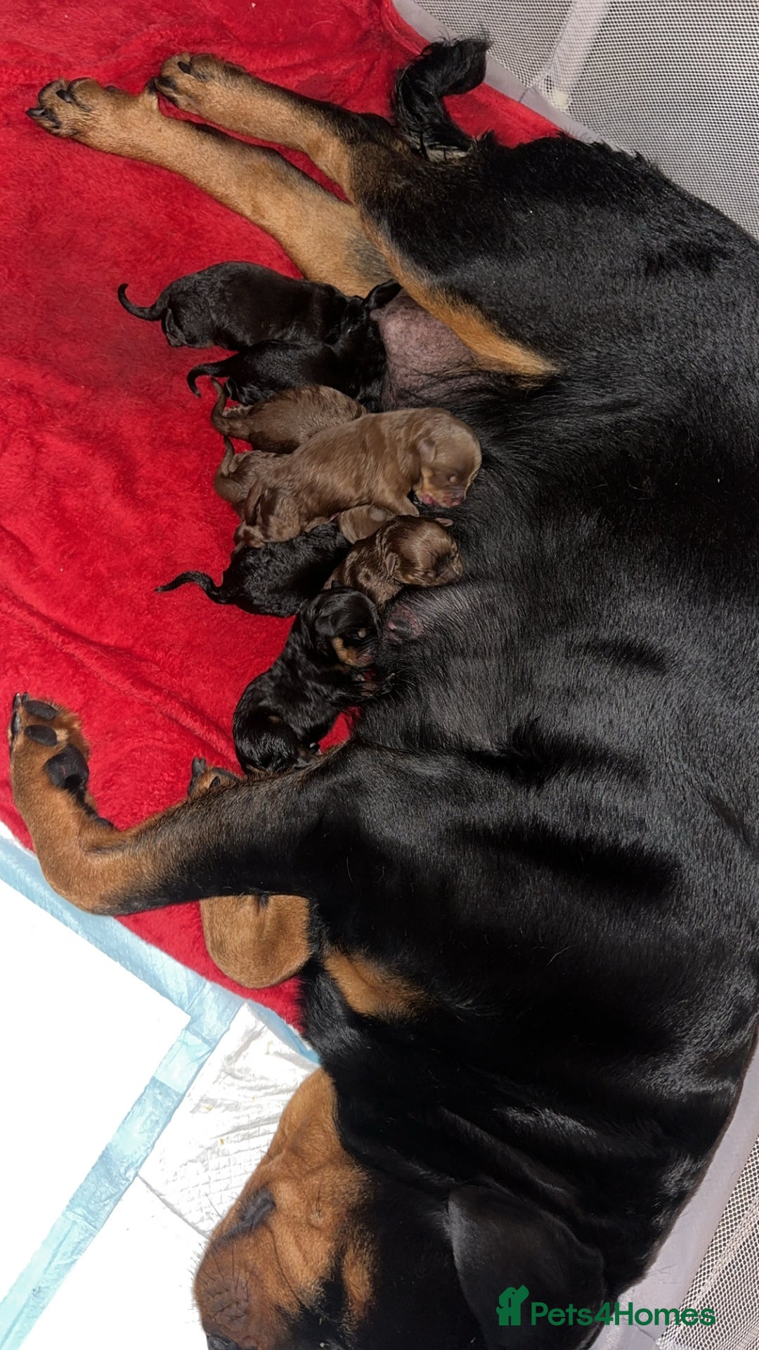 Rottweiler dogs for sale: Adorable Rottweiler puppies 🐶  - Advert 3