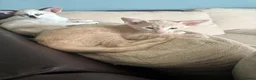 Oriental cats for sale: GCCF registered Oriental kittens  - Advert 10