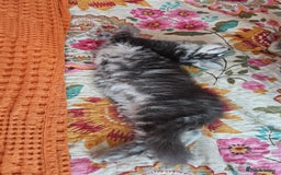 Maine Coon cats for sale: LARGE BREED Maine Coon cross  - Image 27