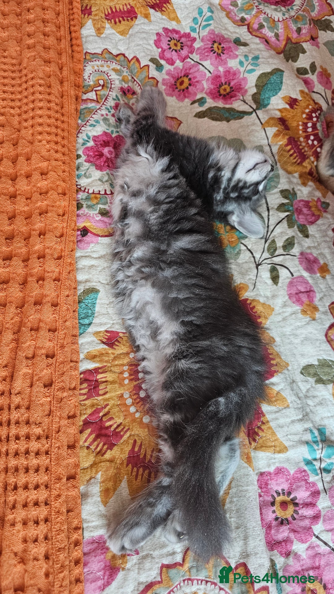 Maine Coon cats for sale: LARGE BREED Maine Coon cross  - Image 27