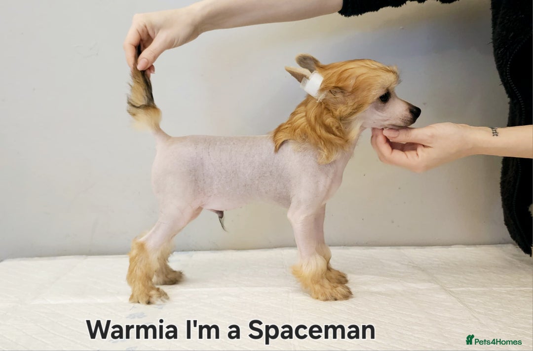 Chinese Crested dogs for sale: 12 weeks old  hl boy 1800, pp boy 970 in Crewe - Image 12