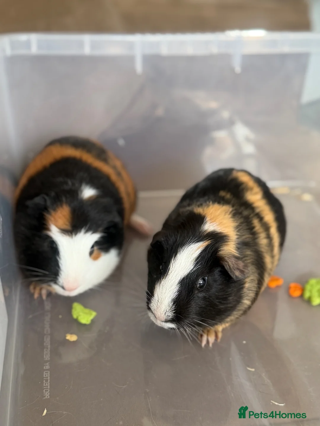Guinea Pig rodents for sale: 2 male guinea pigs - Advert 3