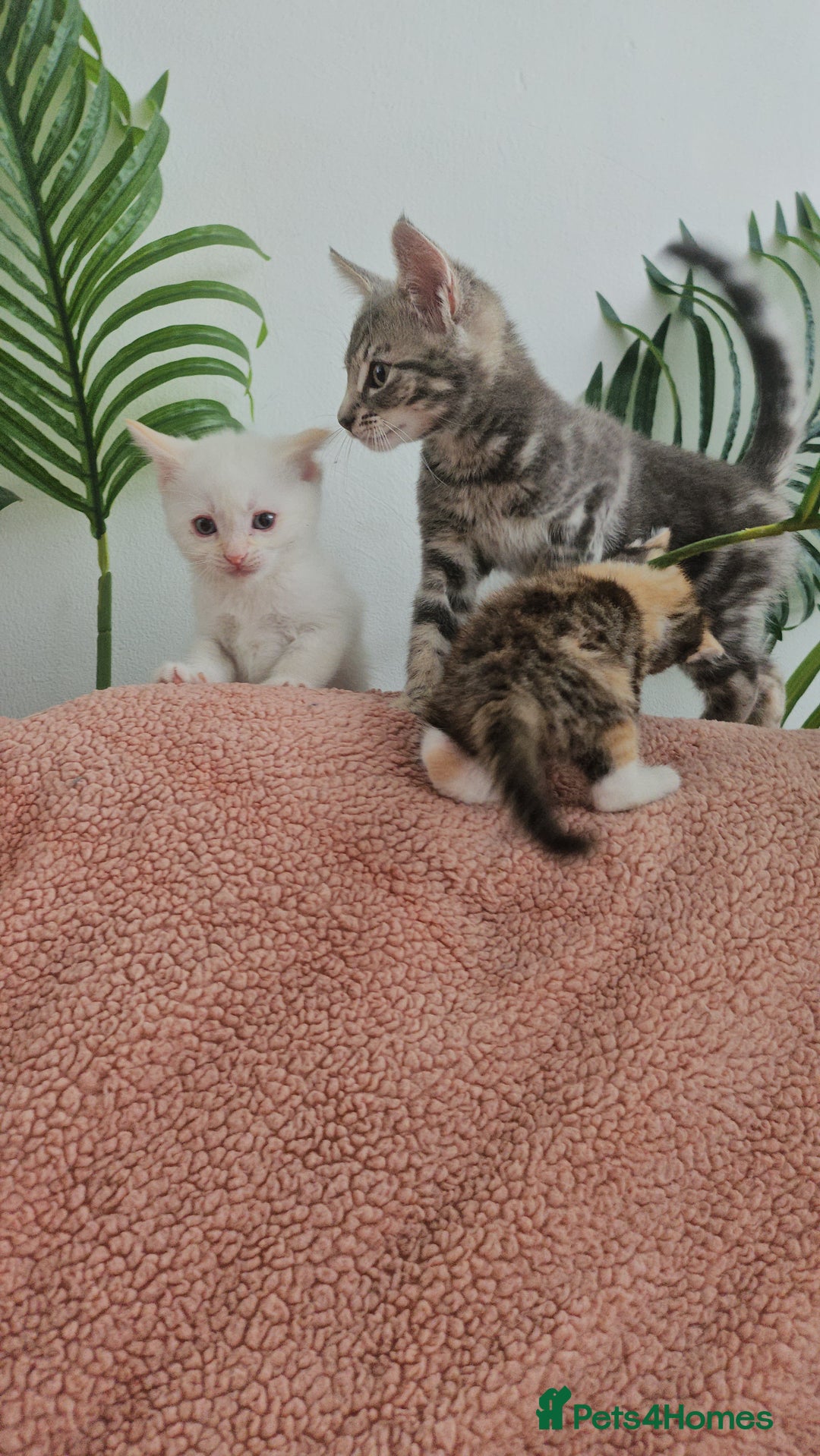 Mixed Breed cats for sale: Fluffy kittens  - Image 3