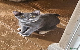 British Shorthair cats for sale: Mixed Domestic & British short-hair kittens £25 - Image 21