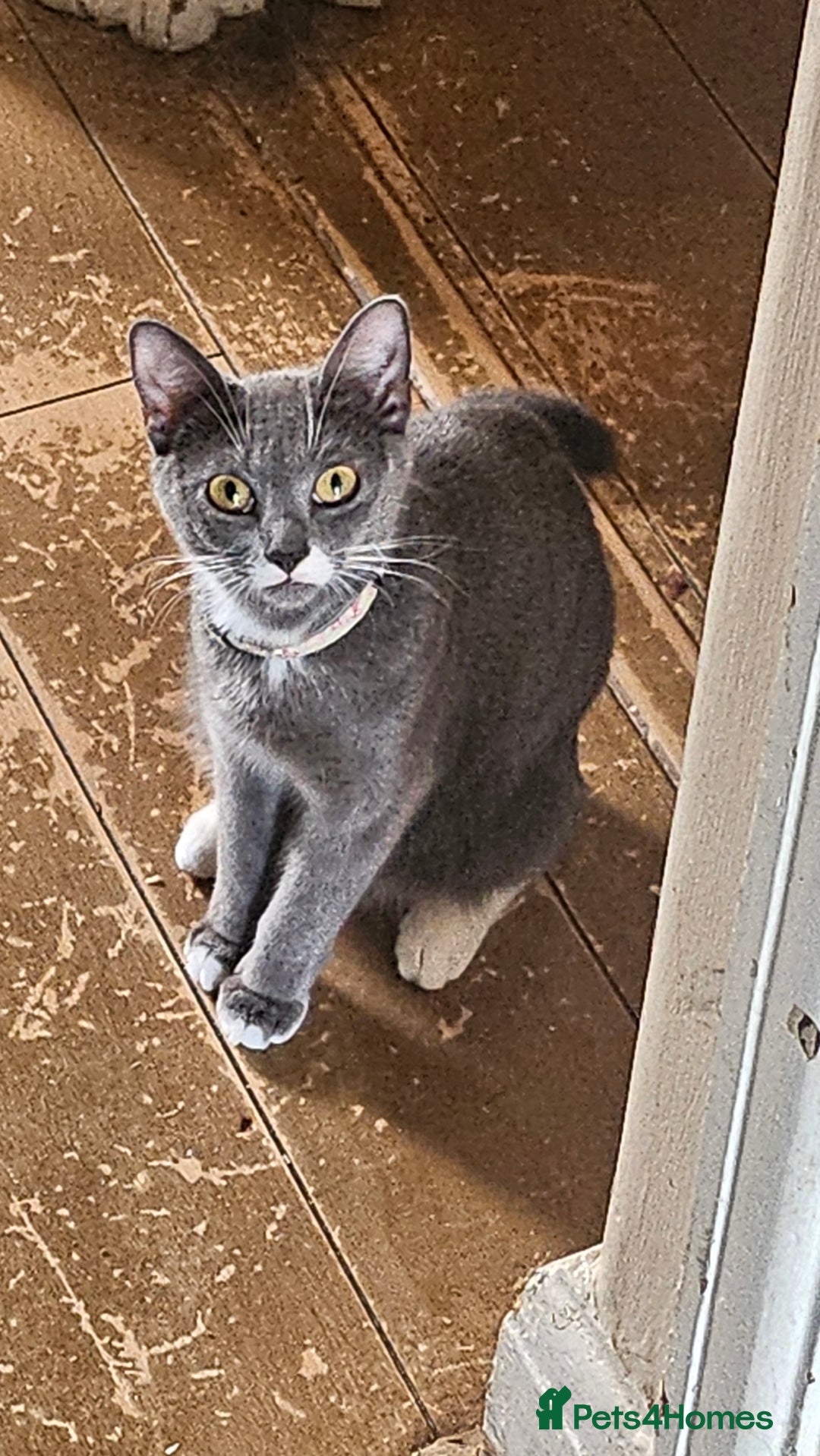 British Shorthair cats for sale: Mixed Domestic & British short-hair kittens £25 - Image 21