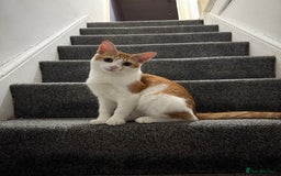 Domestic Shorthair cats for sale: Lovely male kitten for sale - Image 5