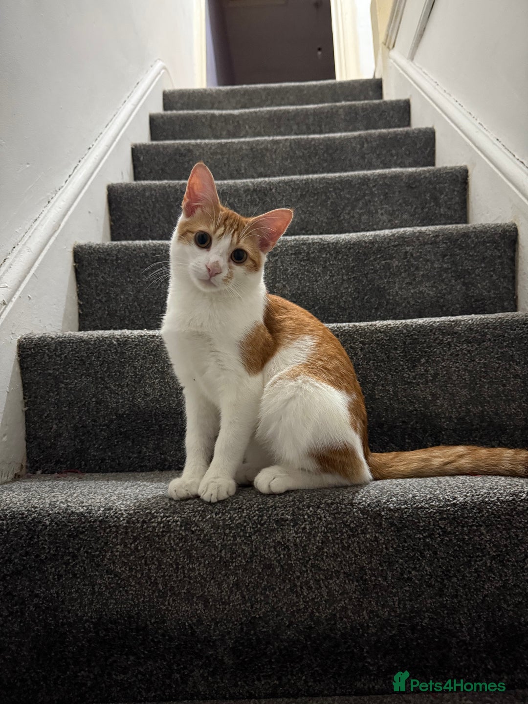 Domestic Shorthair cats for sale: Lovely male kitten for sale - Image 5