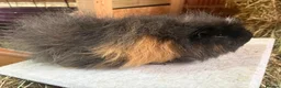 Guinea Pig rodents for sale: Male guinea pigs - mixed ages - Advert 3