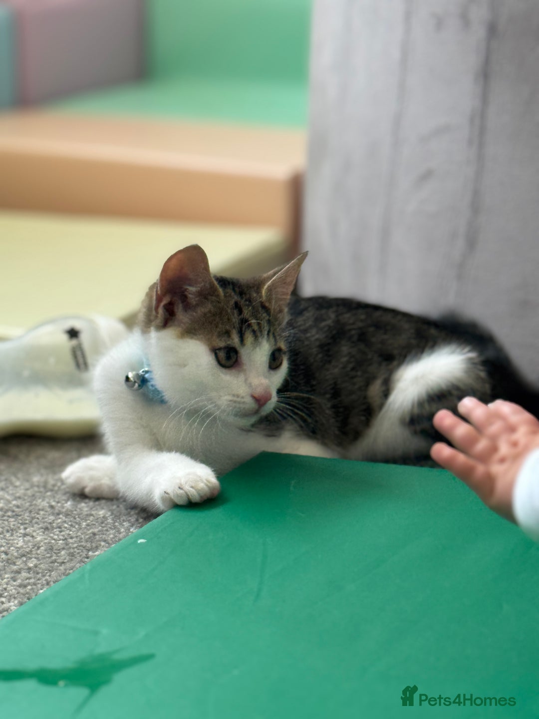 Mixed Breed cats for sale: Male kitten - Image 3