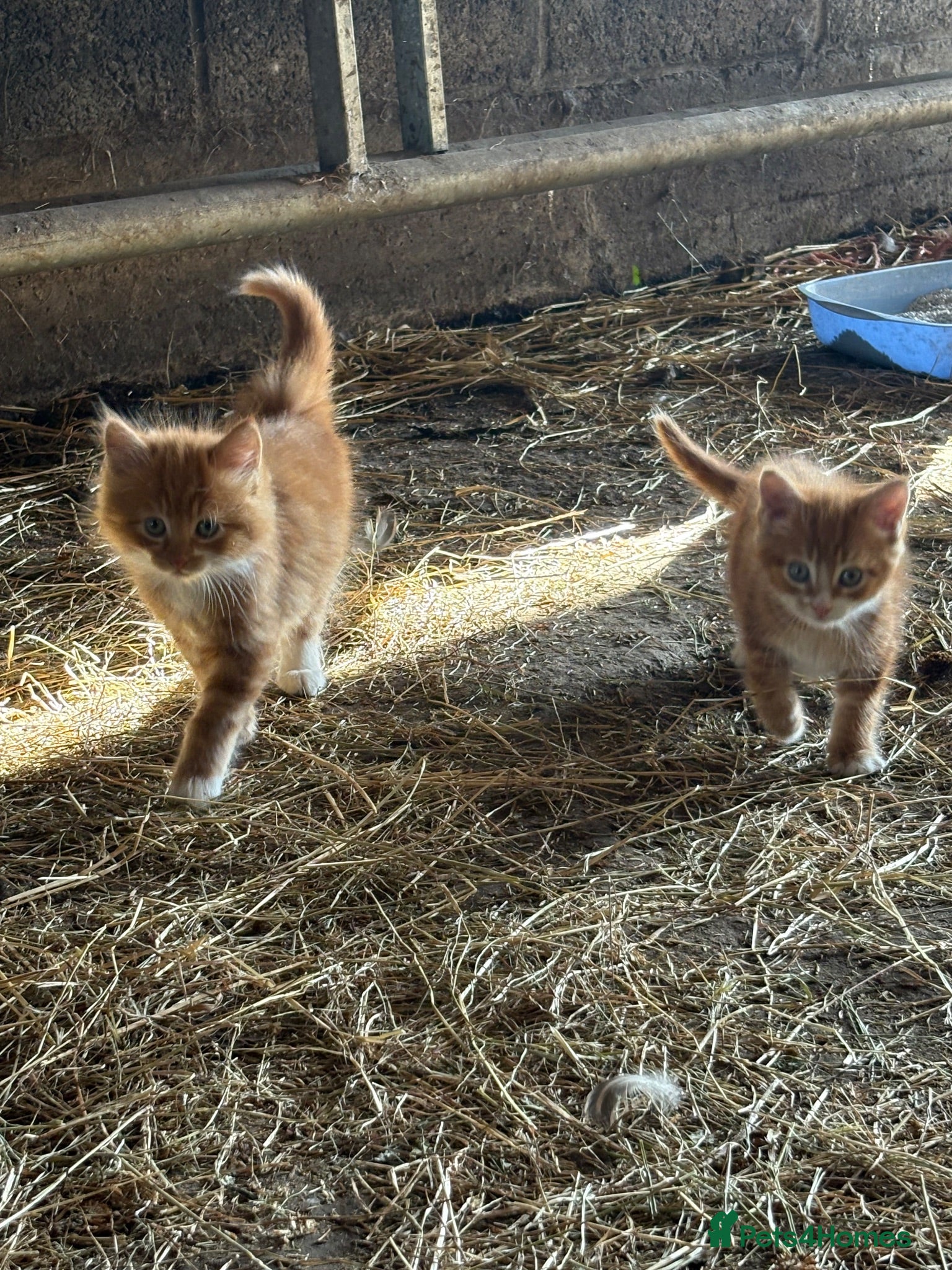 Mixed Breed cats 2 farm kittens looking for home together  - Advert 4