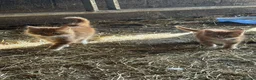 Mixed Breed cats for sale: 2 farm kittens looking for home together  - Advert 1