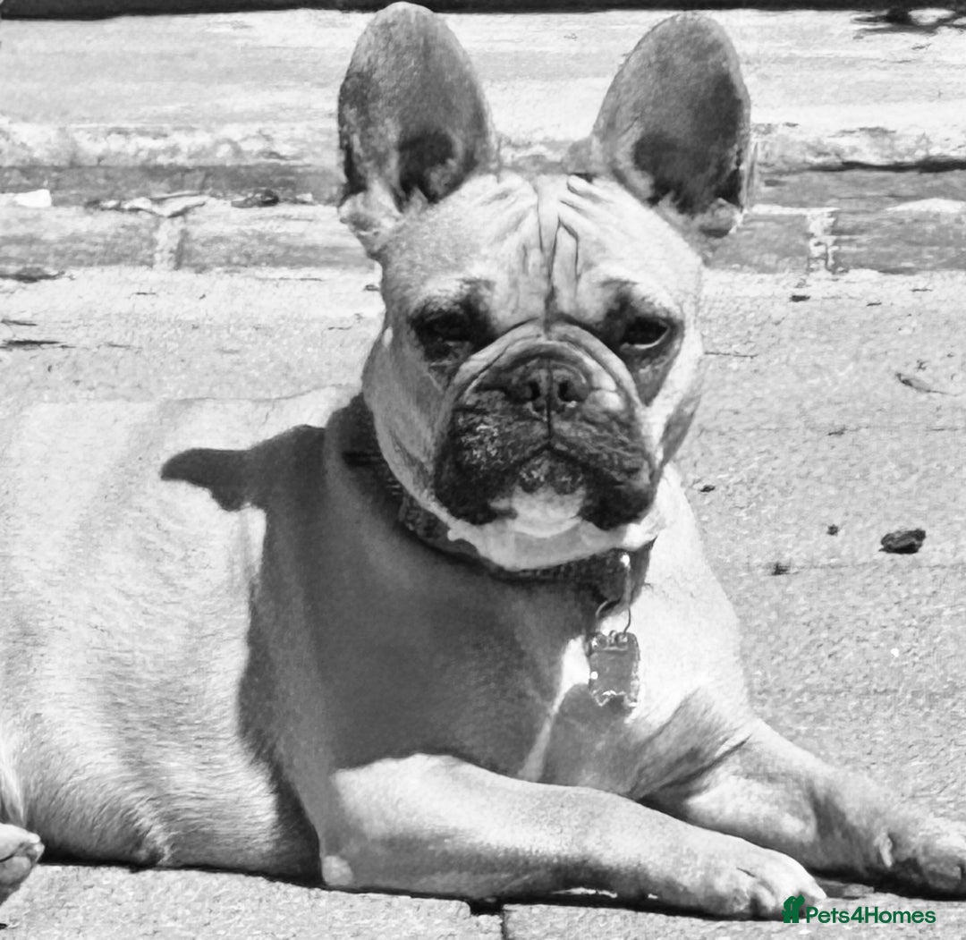 Mixed Breed dogs for sale: Little Diva!  - Image 10