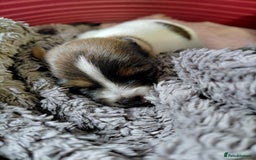 Jack Russell dogs for sale: Beautiful Jack Russell puppies  - Image 4