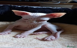 Sphynx cats for sale: 5 Adorable Sphynx Kittens for sale! - Image 33