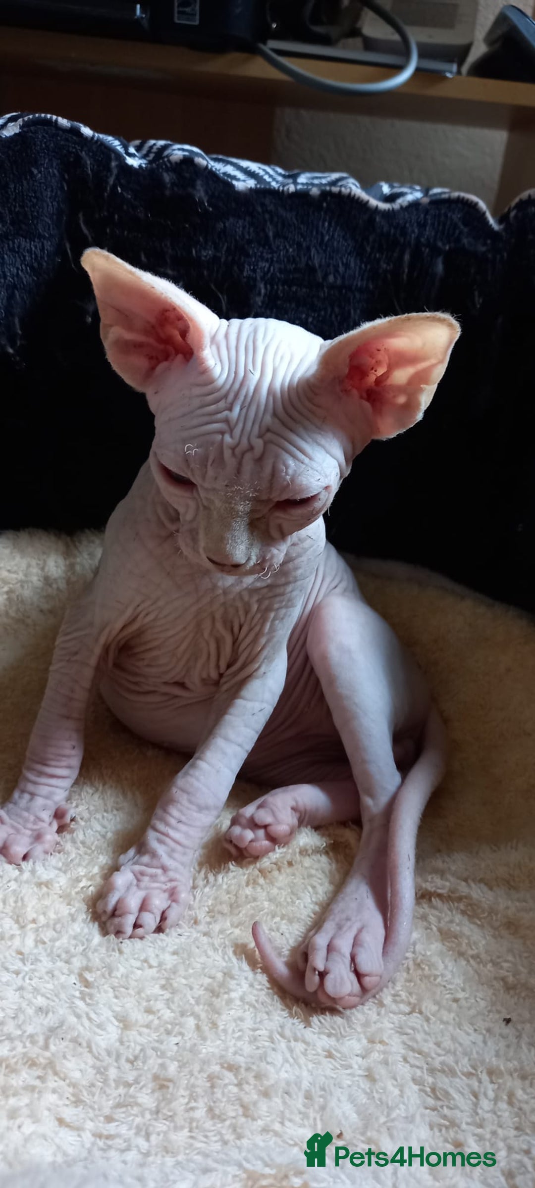 Sphynx cats for sale: 5 Adorable Sphynx Kittens for sale! - Image 33