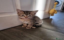 Mixed Breed cats for sale: 6 friendly tabby kittens - Image 9
