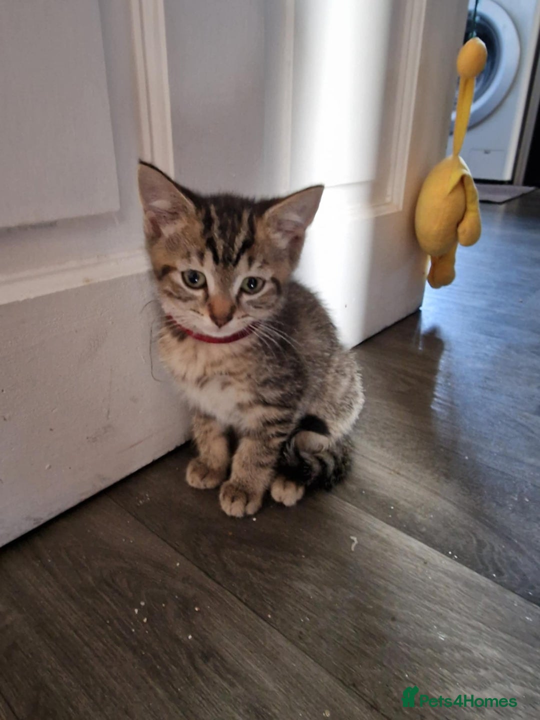 Mixed Breed cats for sale: 6 friendly tabby kittens - Image 9