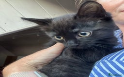Ragdoll cats for sale: Beautiful Ragdoll X Kittens  - Image 12