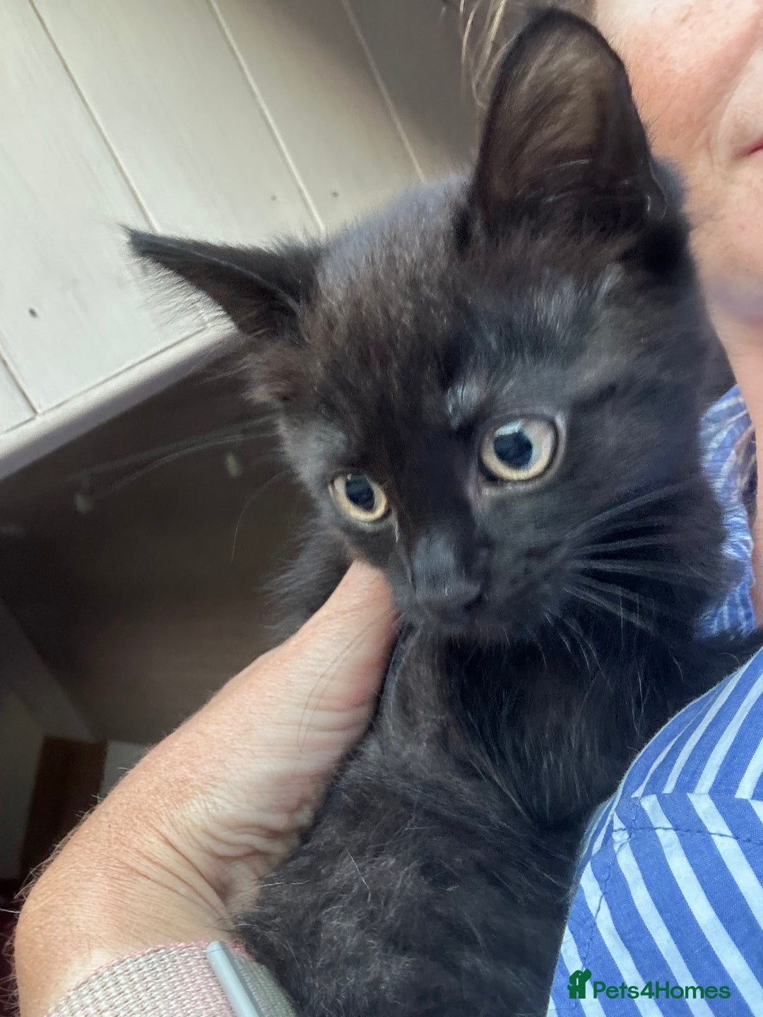 Ragdoll cats for sale: Beautiful Ragdoll X Kittens  - Image 12