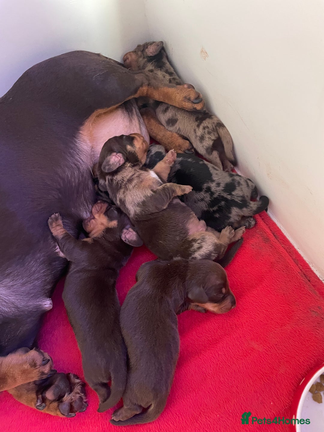 Miniature Dachshund dogs for sale: 4 Mini smooth kc reg dachshund puppies  - Advert 6