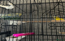 Budgerigars birds for sale: Bird cage with 2 Budgies  - Advert 3