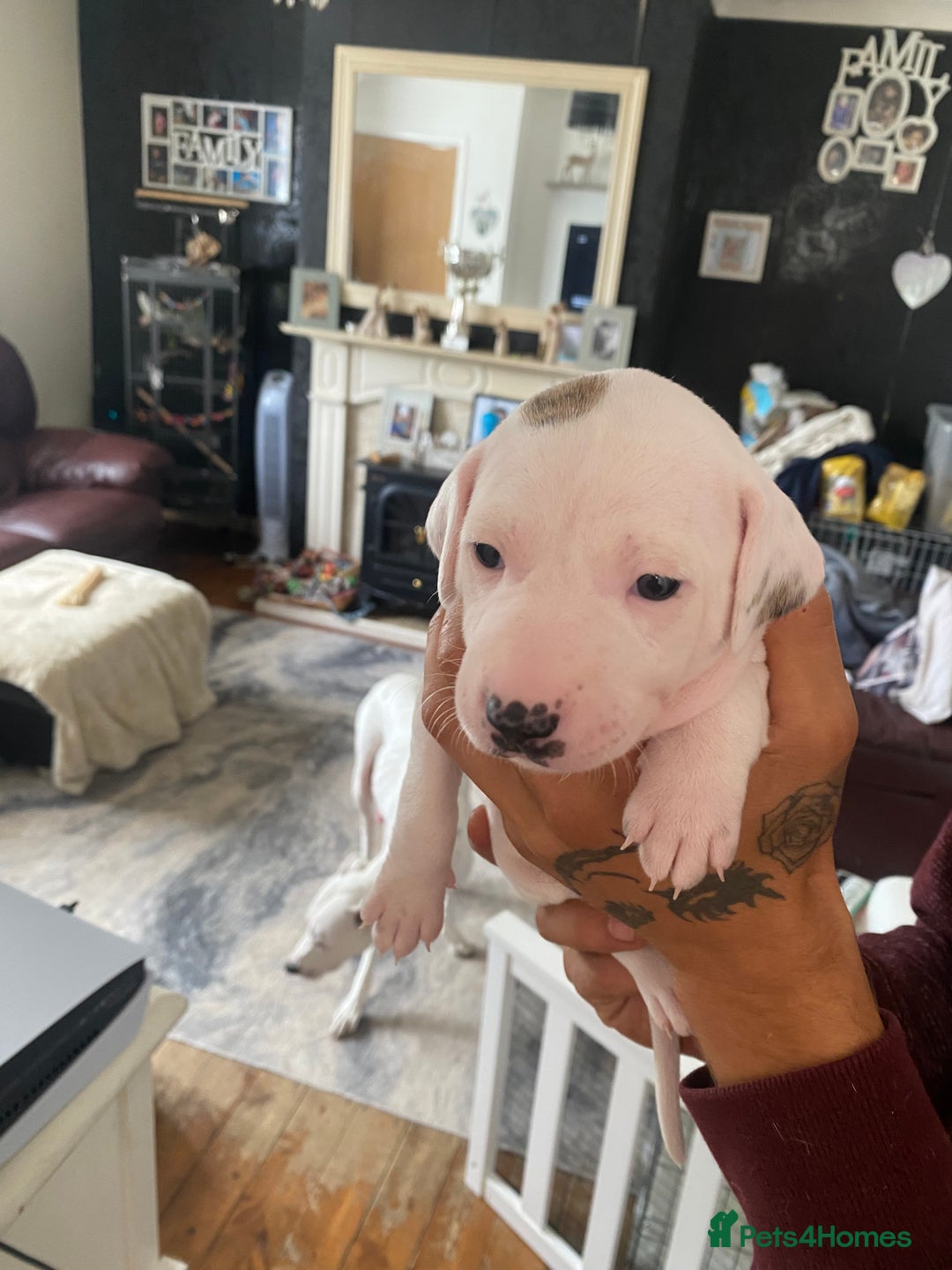 Mixed Breed dogs for sale: Lurcher puppies  - Image 2