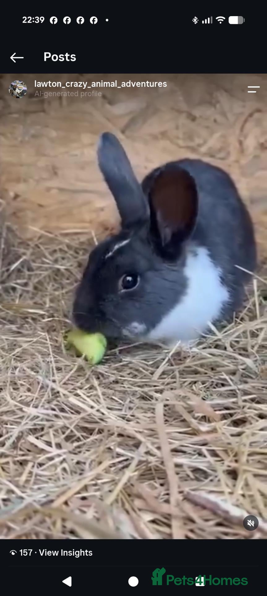 Dutch rabbits for sale: 2 year old Dutch pattern looking for new home - Advert 2