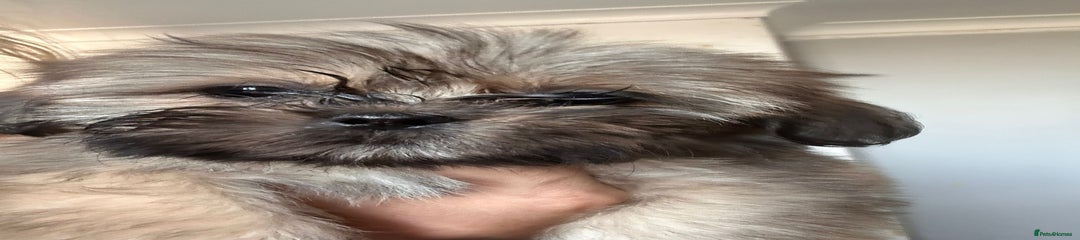 Shih Tzu Puppy 1