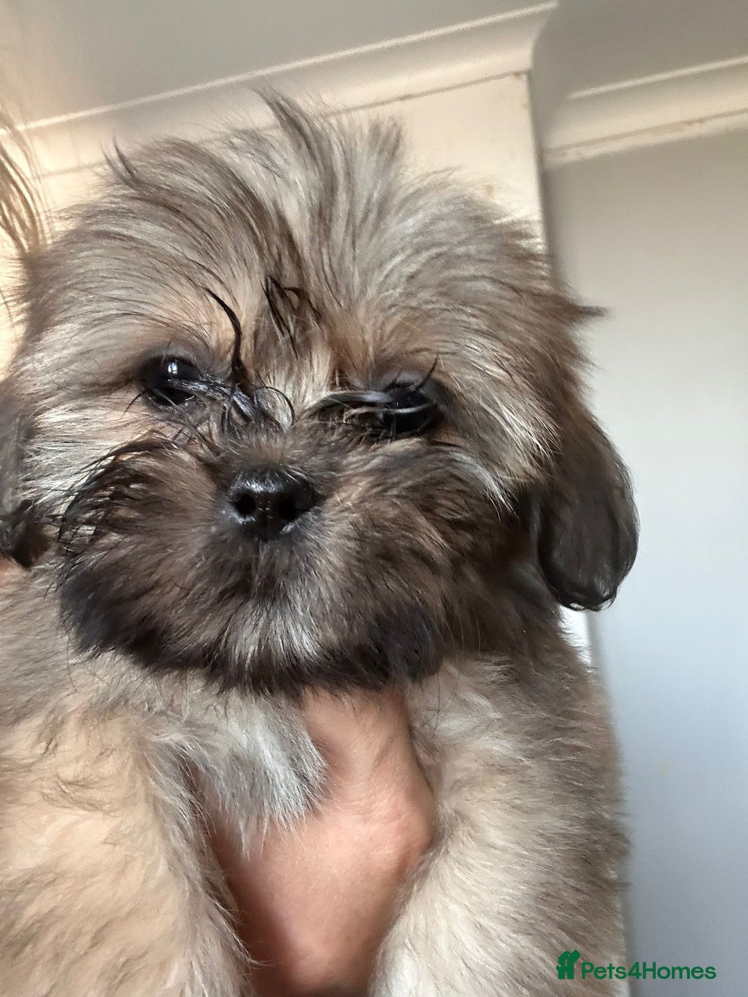 Shih Tzu dogs for sale: Shih tzu pups ready now - Image 5