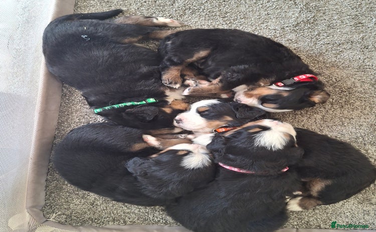 Bernese Mountain Dog dogs - Advert 1