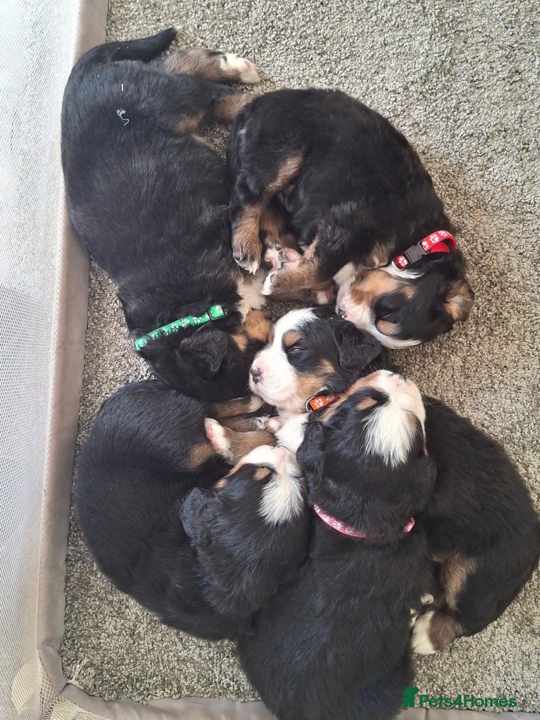 Bernese Mountain Dog dogs for sale: Gorgeous bernese mountain pups  - Image 1