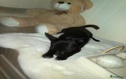 Mixed Breed dogs for sale:  Chihuahua X pincher  - Image 4