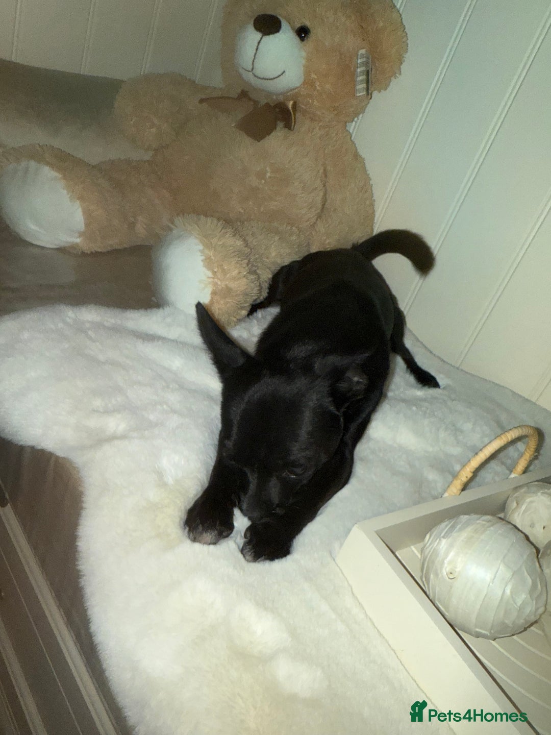Mixed Breed dogs for sale:  Chihuahua X pincher  - Image 4
