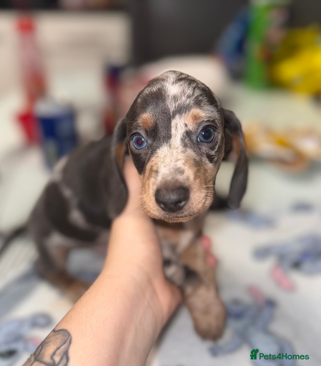 Dachshund dogs for sale: Dachshund pups - Advert 3