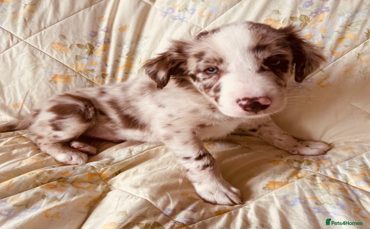 Border Collie dogs - Advert 1