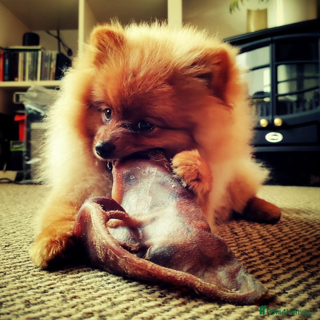 Pomeranian dogs for sale: 6 month old pomeranian  - Image 18