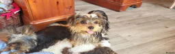 Yorkshire Terrier dogs for sale: Stunning Yorkshire Terrier puppies.  - Advert 8