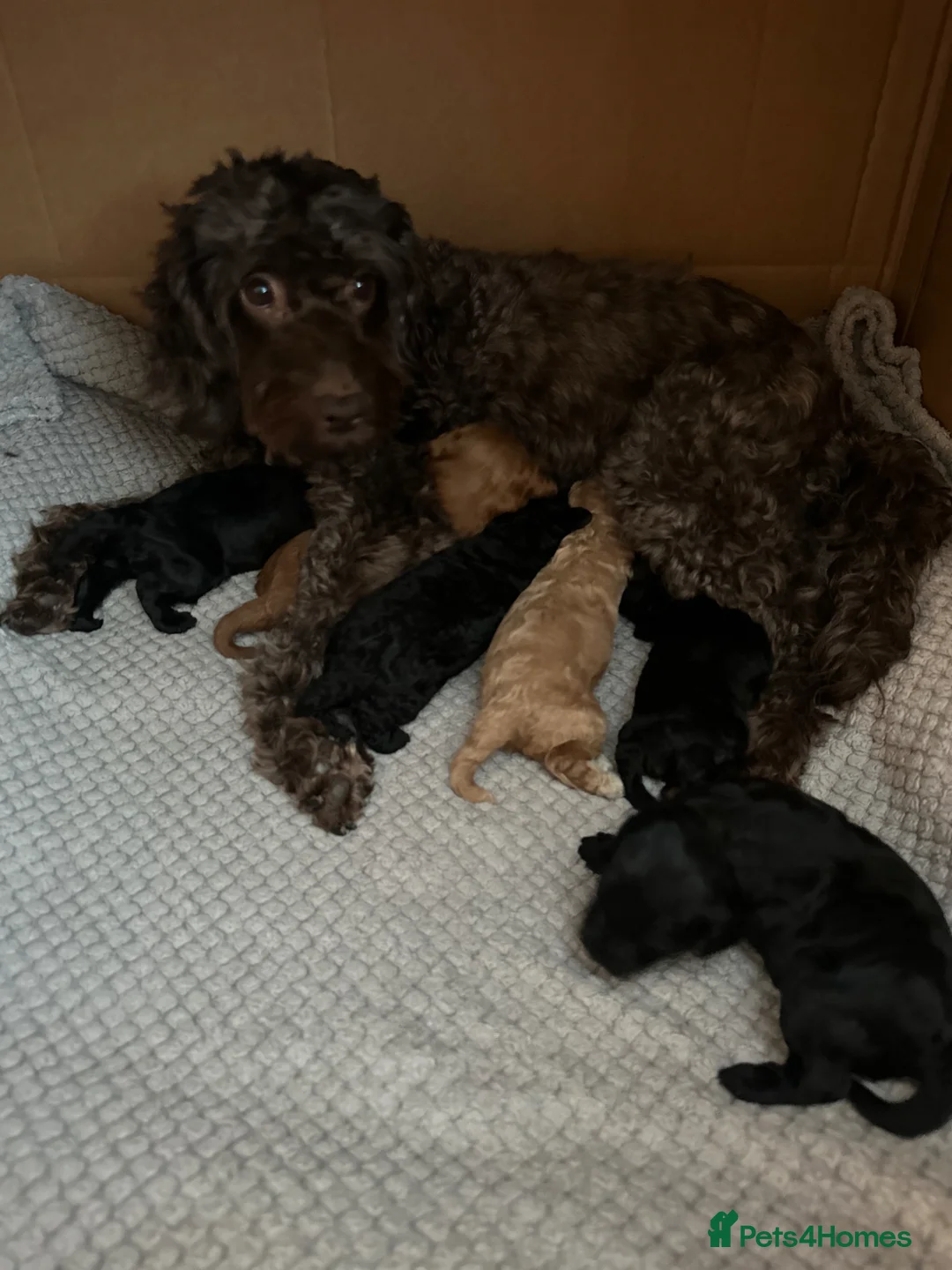 Cockapoo dogs for sale: Beautiful F1B cockapoo puppies  in Rochford - Advert 1