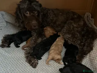 Cockapoo dogs Beautiful F1B cockapoo puppies - Advert 2